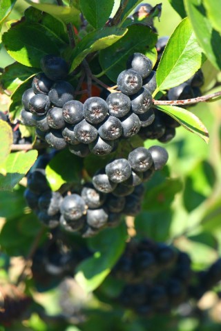 Черная рябина