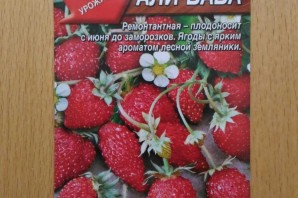 Земляника ремонтантная али баба