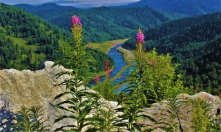 Лекарственные растения кузбасса