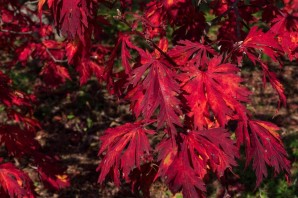 Красный кустарник