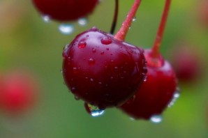 Вишня десертная морозовой