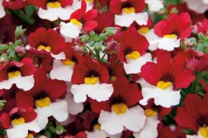 Долгоцветущие однолетники