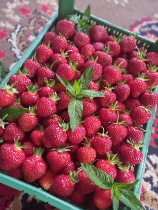 Земляника альба