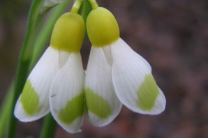 Подснежник элвиса