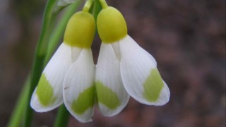 Подснежник элвиса