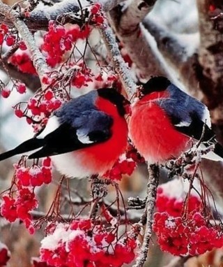 Птицы зимой