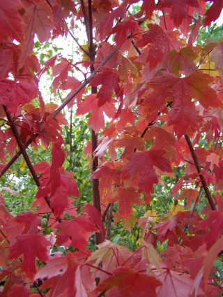 Клен фримана джеферсред