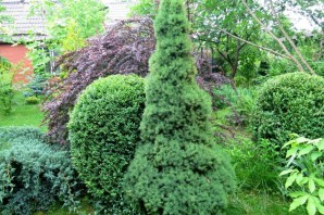 Ель коника в ландшафтном дизайне