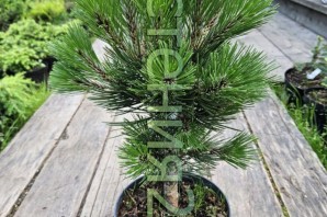 Сосна варелла