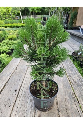 Сосна варелла