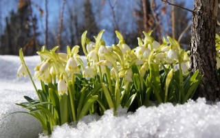 Природа весной картинки