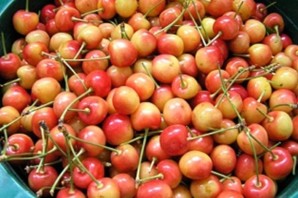 Черешня франц иосиф