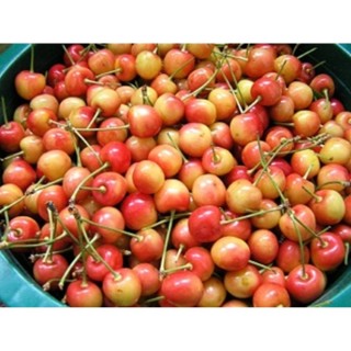 Черешня франц иосиф