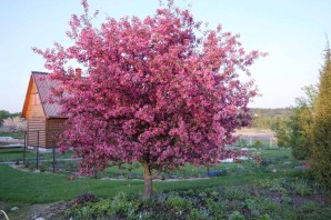 Яблоня маковецкого