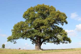 Мастичное дерево