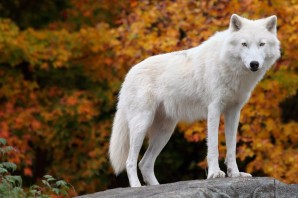 Мелвильский островной волк
