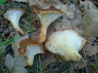 Белый подберезовик