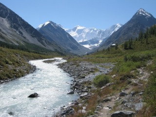 Алтай белуха