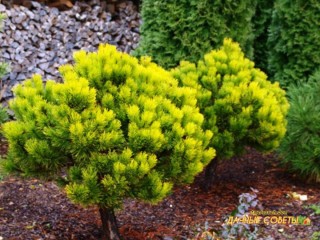 Сосна горная карстенс винтерголд