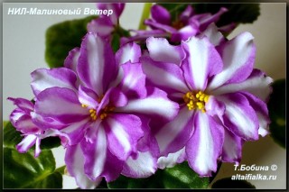 Фиалка амадеус