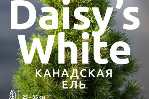 Ель дейзи вайт