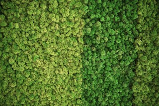 Сублимированный мох