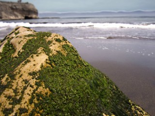 Морская тина