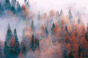 Голубой саксонский лес