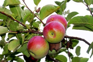 Яблоня зорка