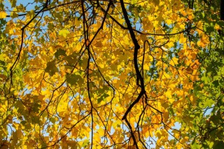 Цвет листьев тополя осенью