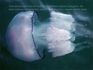 Медузы черного моря