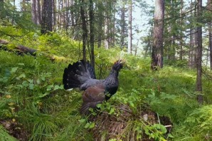 Каменный глухарь