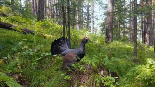 Каменный глухарь