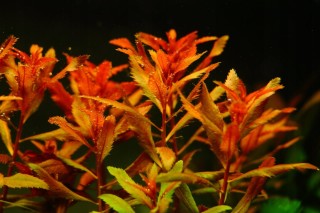 Прозерпинака палюстрис