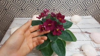 Фиалка бой быков