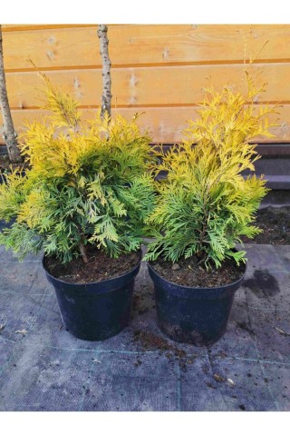 Туя западная еллоу риббон