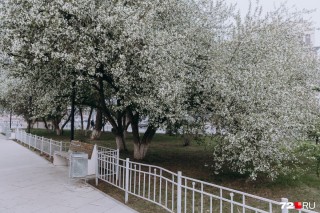 Яблоня ветеран