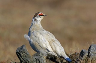 Тибетская куропатка