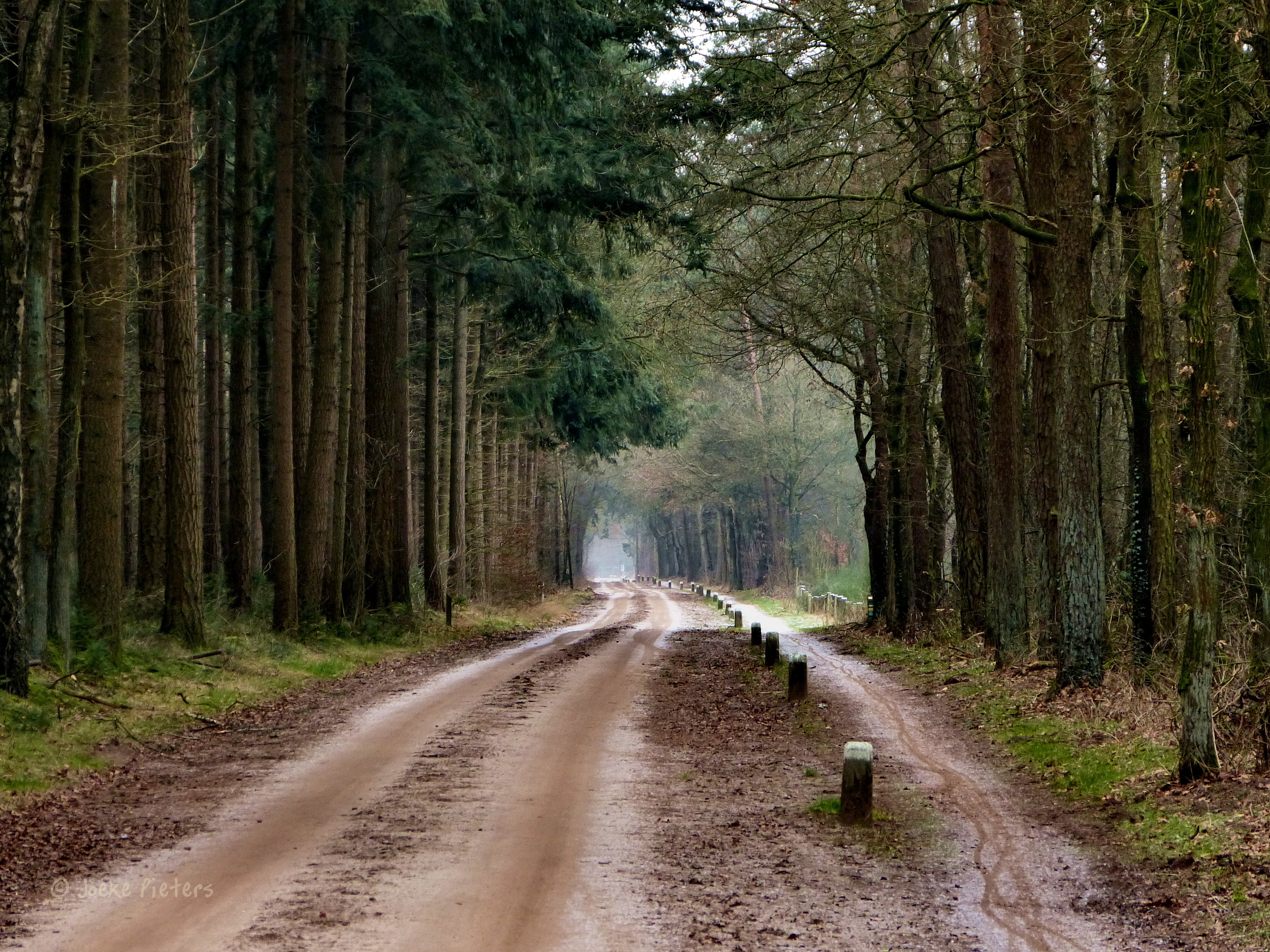 Дорога ведет в лес. Дорога в лесу. Лесная дорога. Тропинка в лесу. Дорога в хвойном лесу.