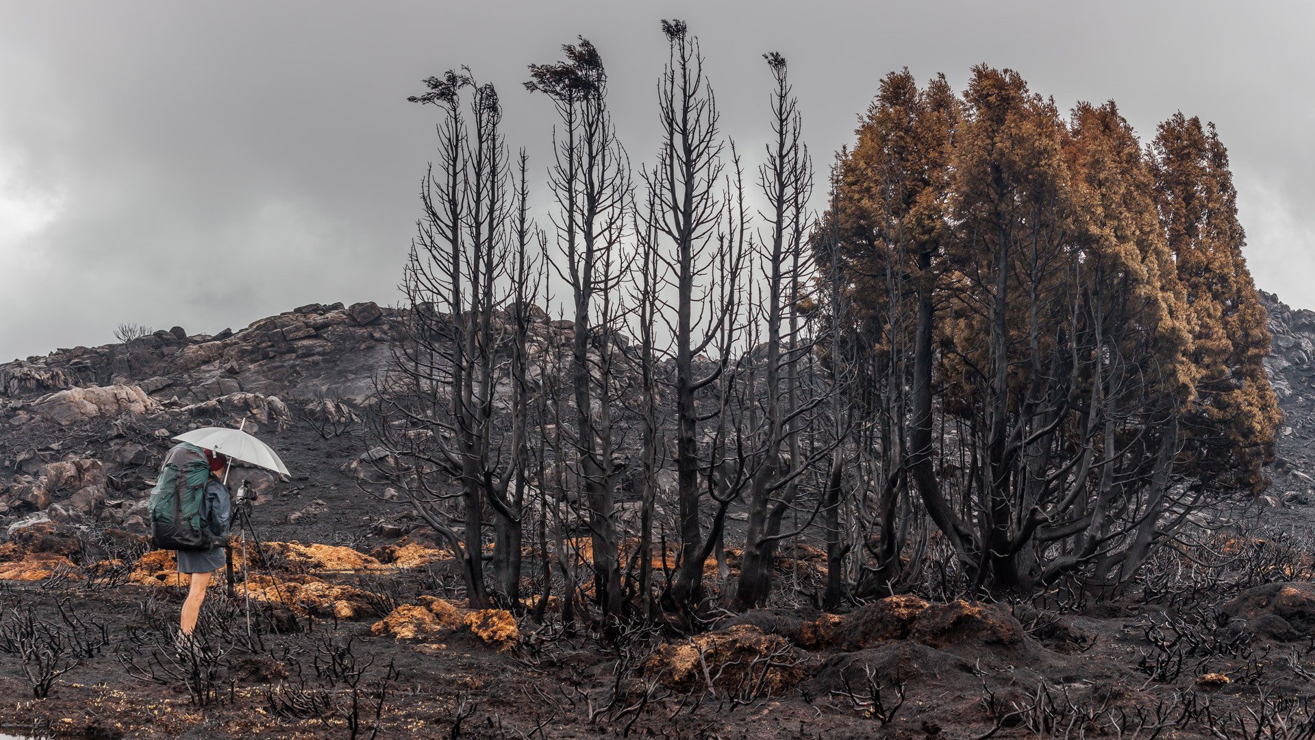 Австралийский лес после пожара
