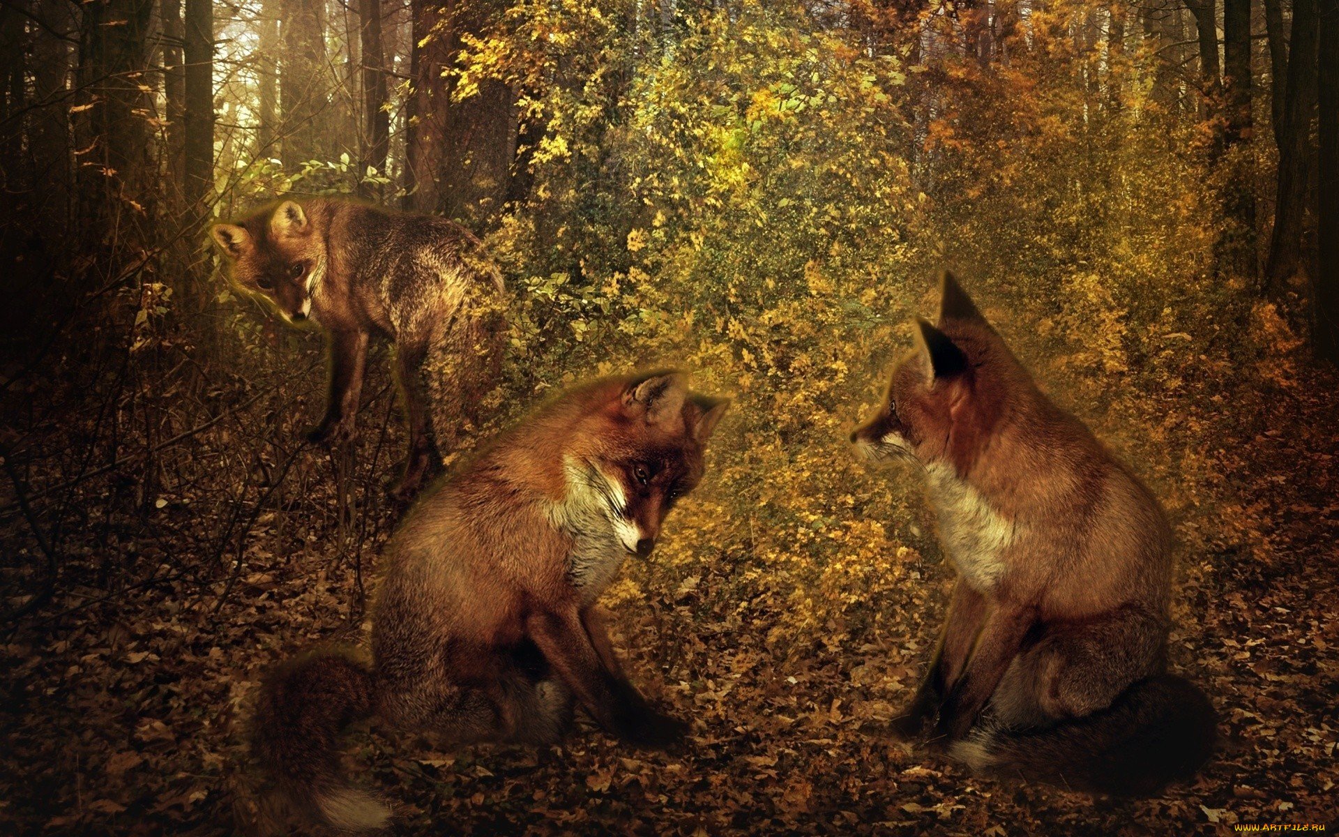 Найти волка и лису. Лиса с лисятами. «Лиса в лесу». Волк и лиса. Лиса с лисятами осень.