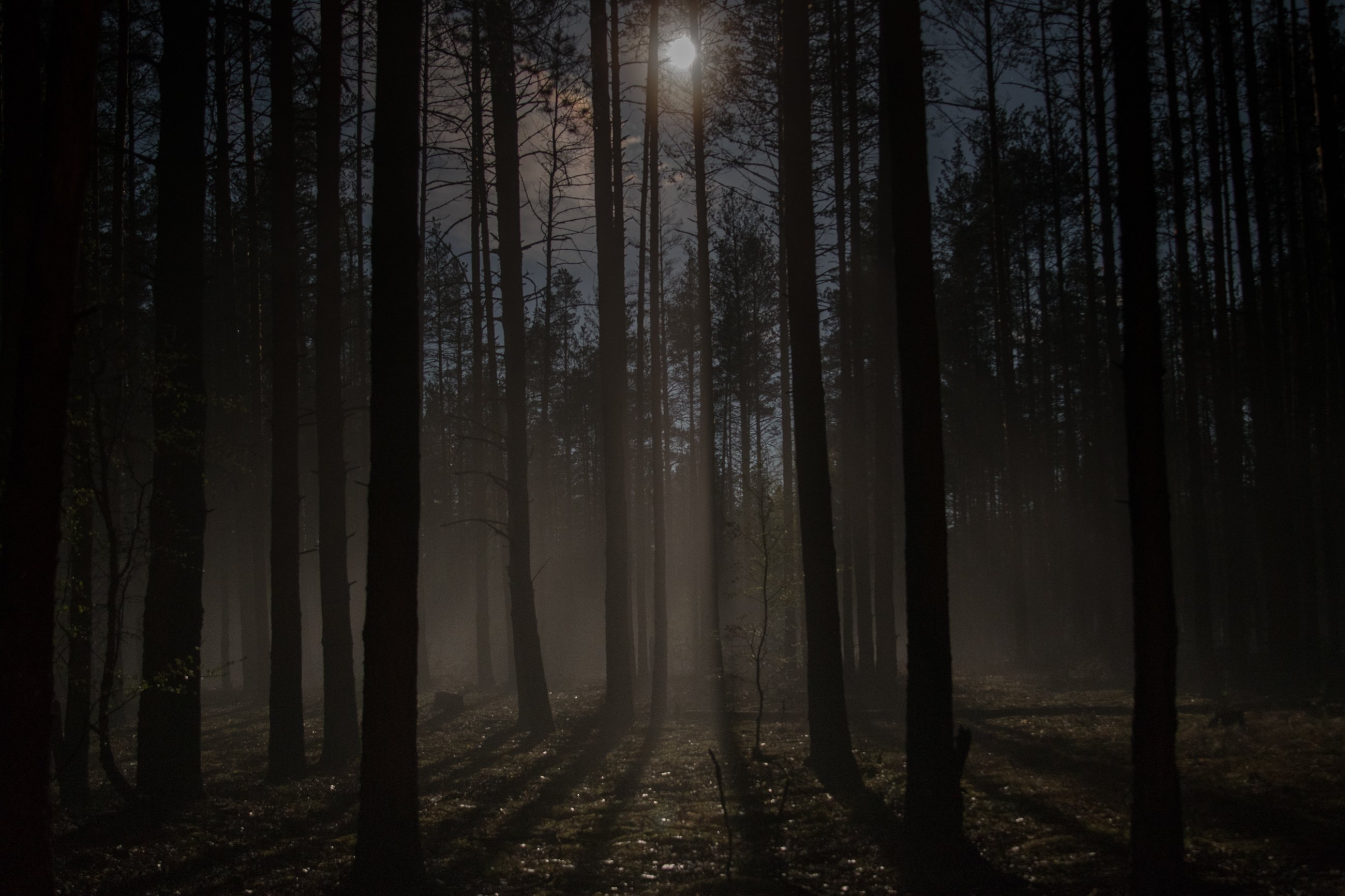 Лес темный страшный - фото и картинки: 31 штук