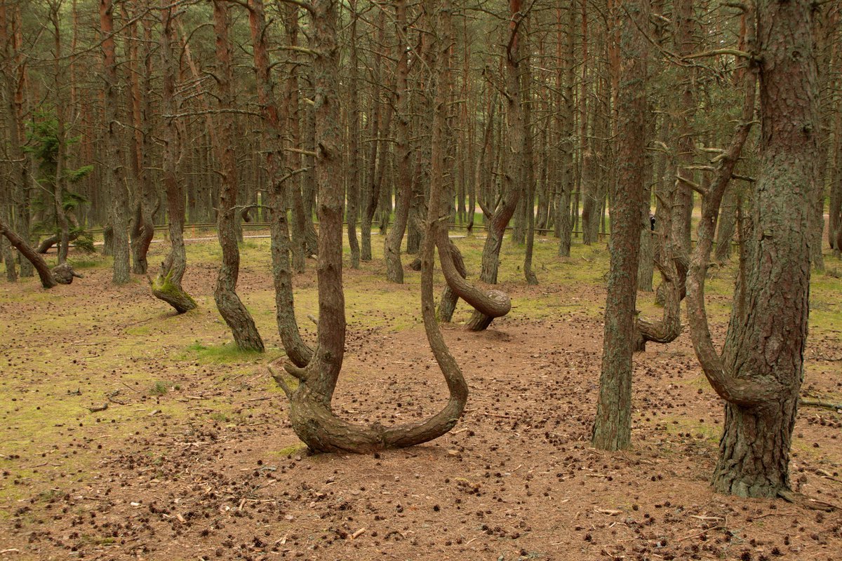 Пляшущий лес. Куршская коса Калининград Танцующий лес. Танцующий лес на Куршской косе в Калининградской области. Пляшущий лес Куршская коса.