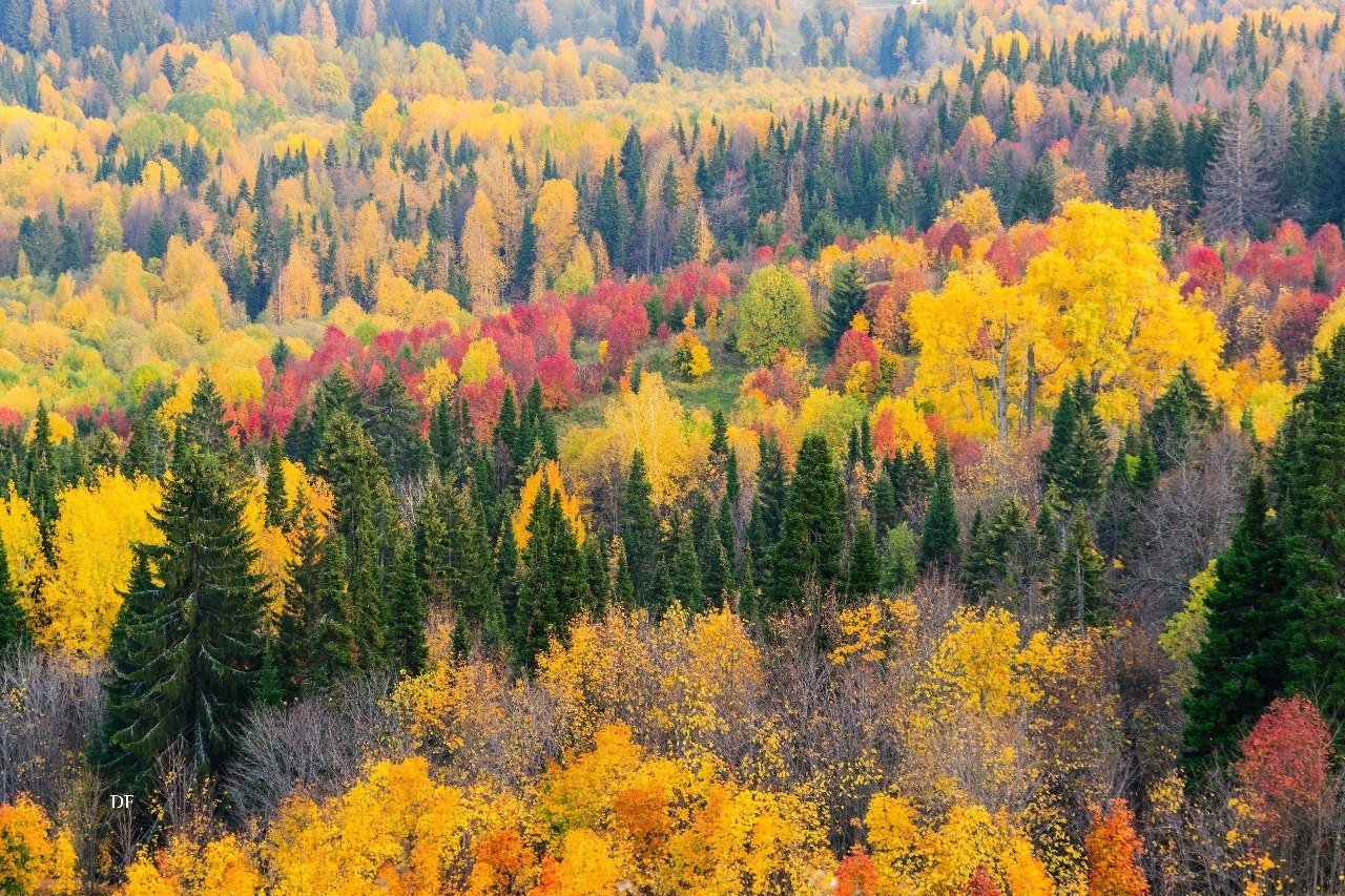 Прочее смешанный. Зона лесов смешанные широколиственные. Финляндия хвойно широколиственные леса. Смешанные и широколиственные леса России. Смешанные и широколиственные леса Северной Америки.