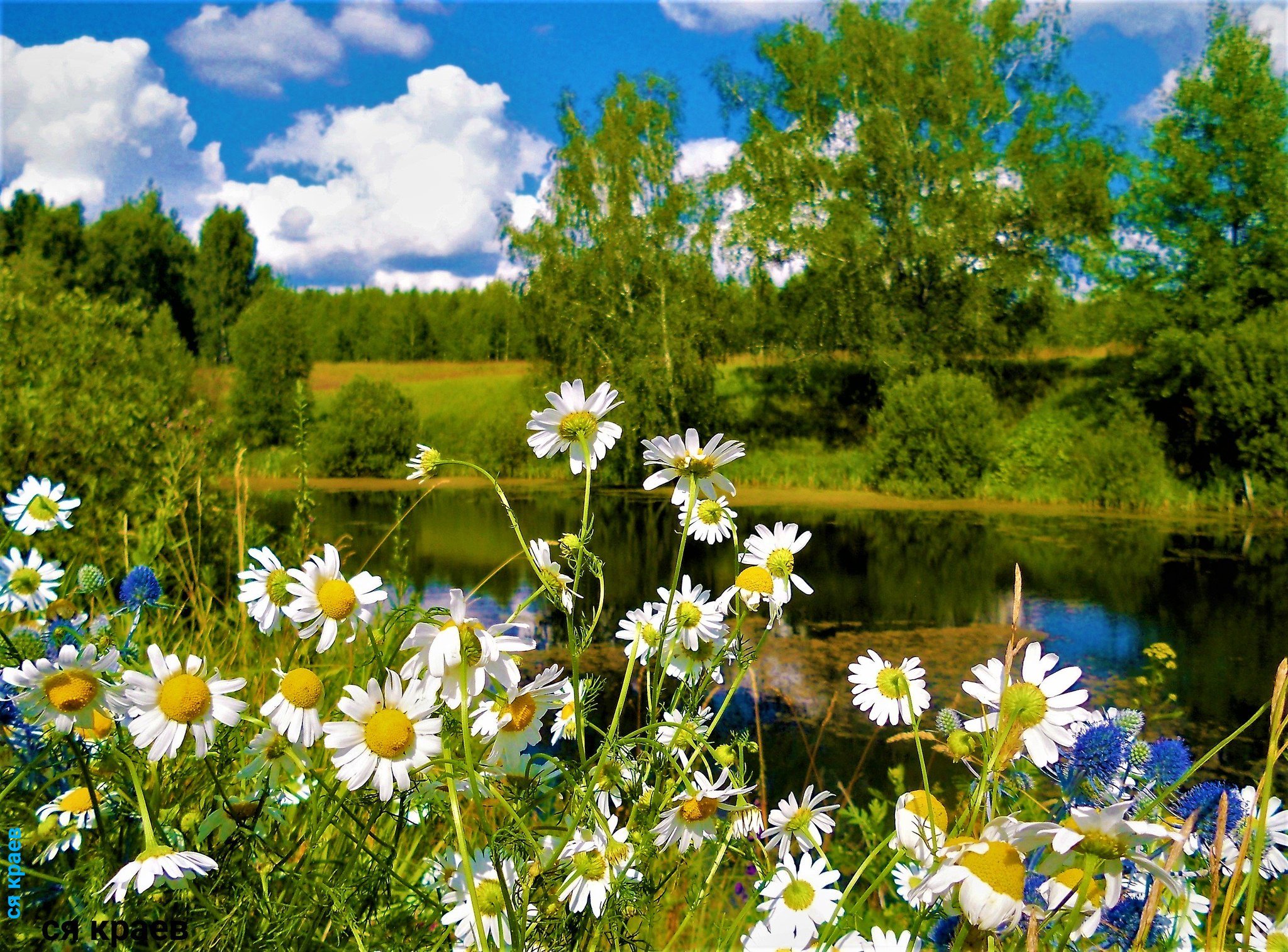 28 июня 1 июля. Лето природа. Летний пейзаж. Ромашки на лугу. Русская природа летом.