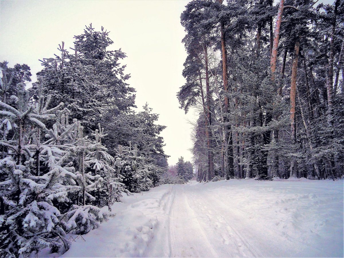 Солотчинский лес зимний Рязань