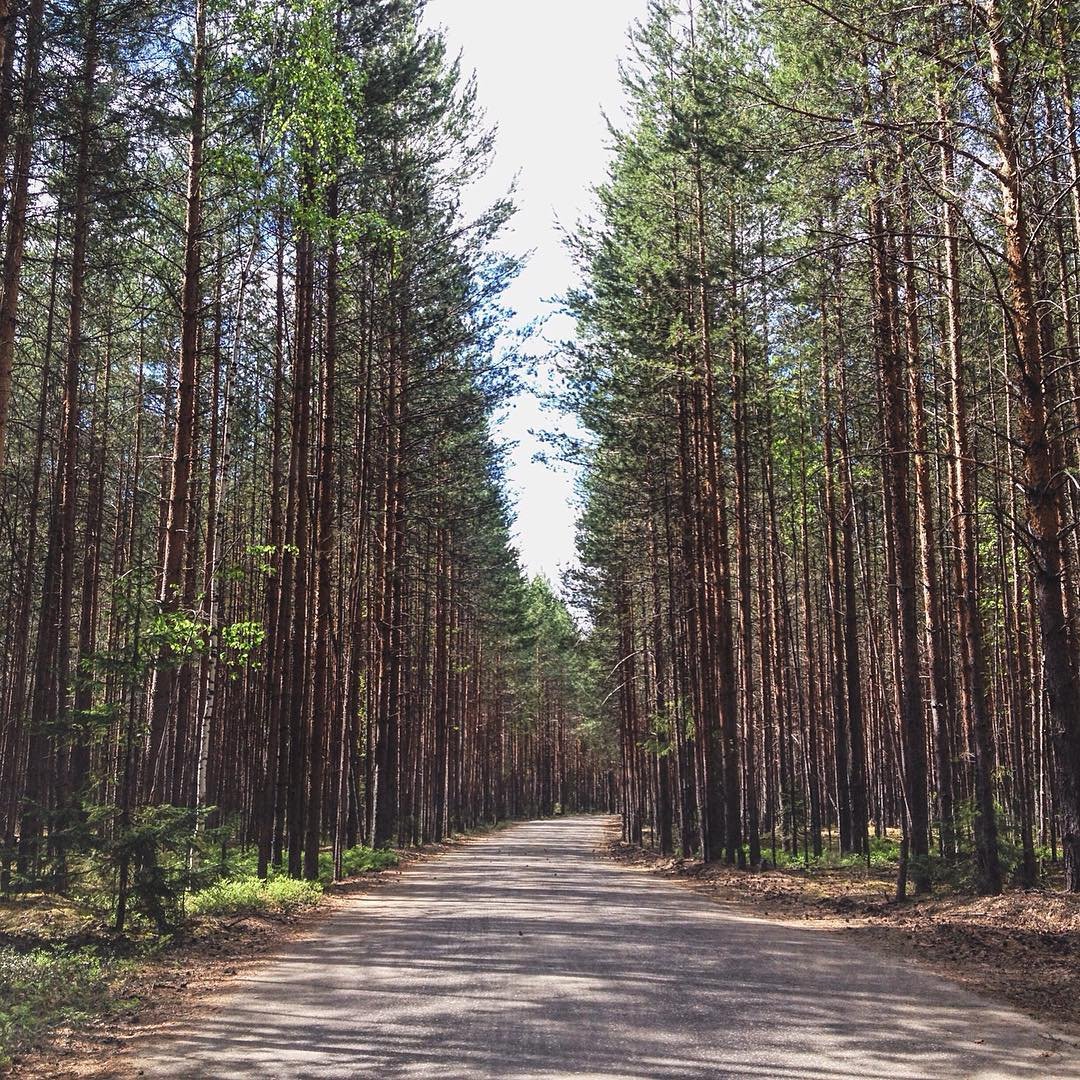 Леса Республики Коми