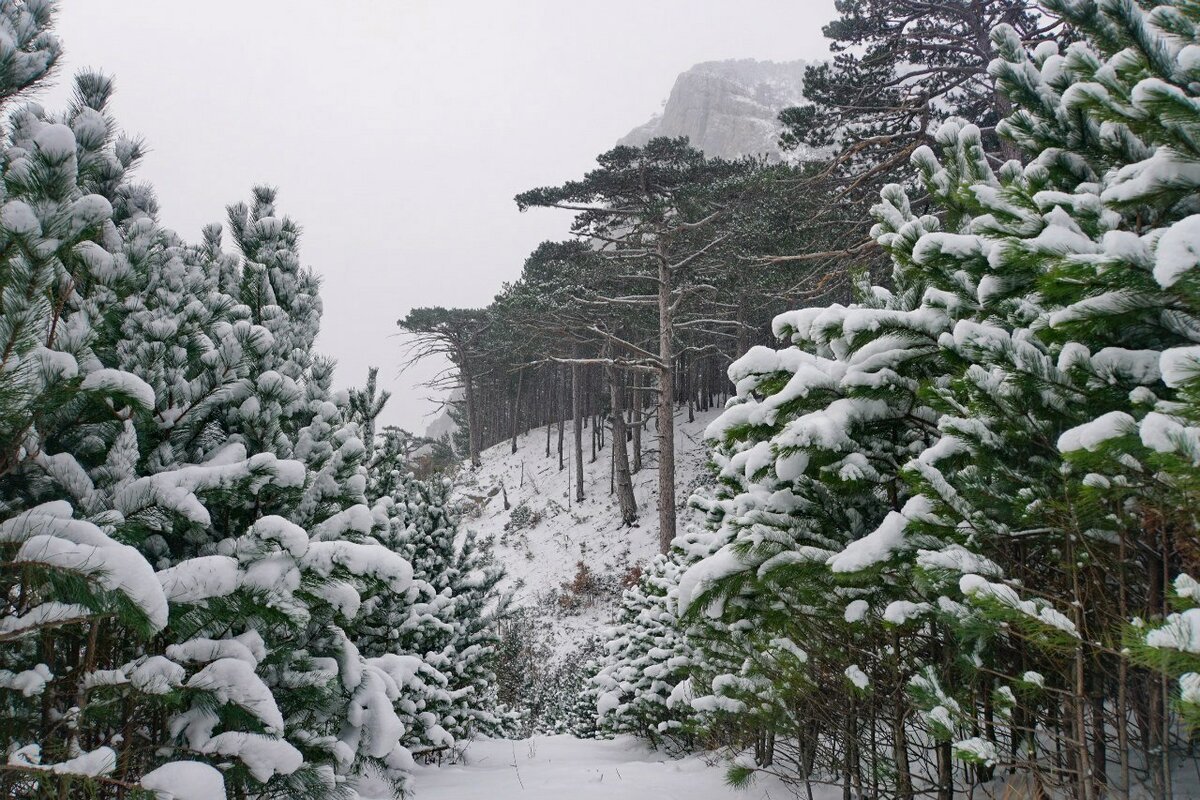 Природа Крыма зима