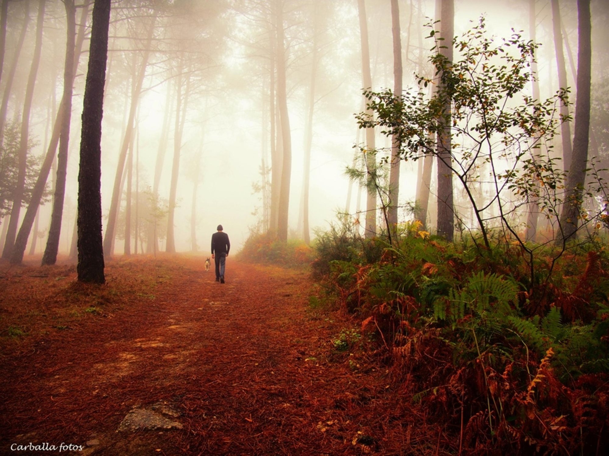 Вдали показался лес. Осень одиночество. Лес в тумане. Человек идет по лесу. Человек в туманном лесу.