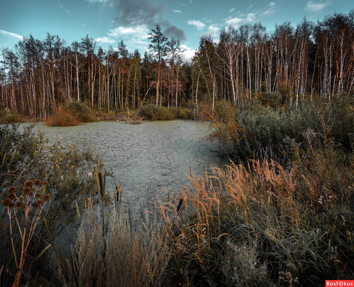 Испарения болот. Березово-Сосновый заболоченный лес. Нижнесеребрянское болото. Нижнесеребрянское болото в Измайлово. Сабаевское болото.